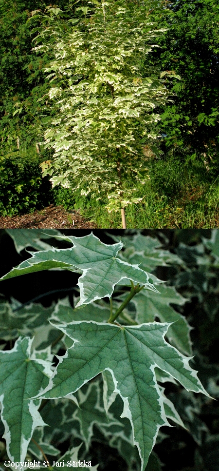 Acer platanoides 'Drummondii'